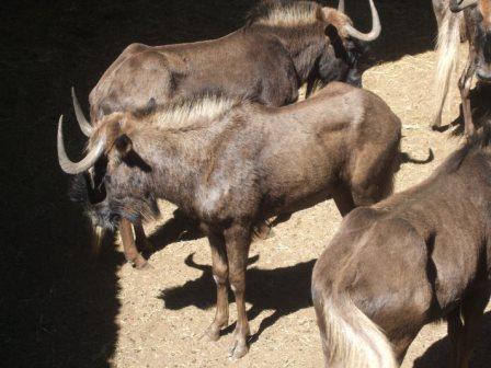 .......er en Black Wildebeest. Fargen, mønstrene og ikke minst horna er forskjellige. Denne er den vi har på farmen.