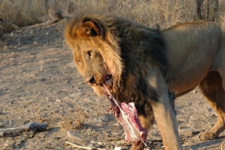 Løvemating på Okapuka. Dette er en av de største løvene holdt i fangenskap her. Glad jeg ikke stod på menyen hans....