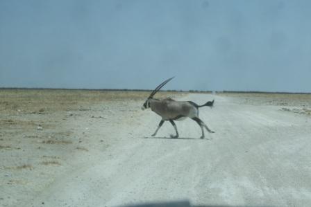 Oryx i fullt firsprang over veien. Dette er Namibias nasjonaldyr og du ser det preget flere steder. Den kan drepe løver med de spisse horna sine. Og skadeskyter du en bør du være forsiktig når du nærmer deg...